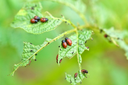 dorifora patata insetto parassita