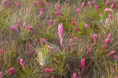 tillandsia