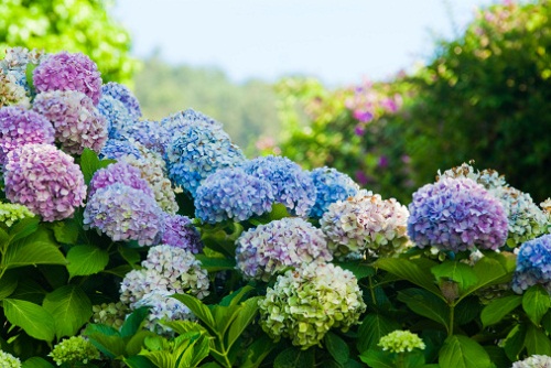 perugia flower show torna 22 settembre