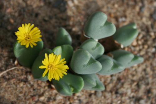 lithops