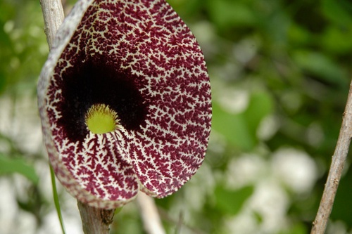 aristolochia