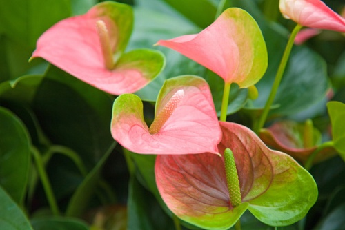 Anthurium, le varietà più belle