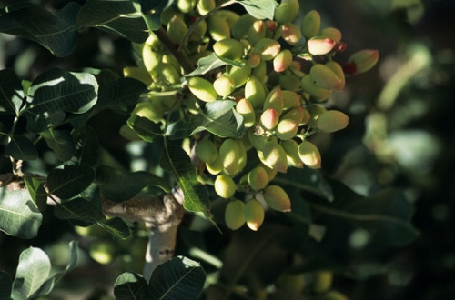 pistacchio