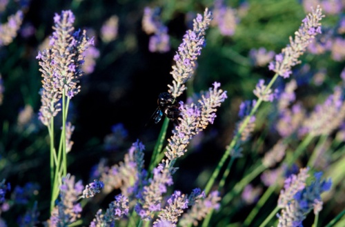 lavanda