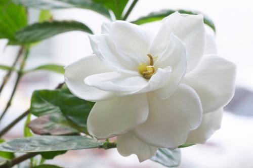 Significato dei fiori: la gardenia