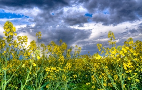 mai più piante velenose grazie ingegneria genetica