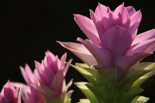 curcuma