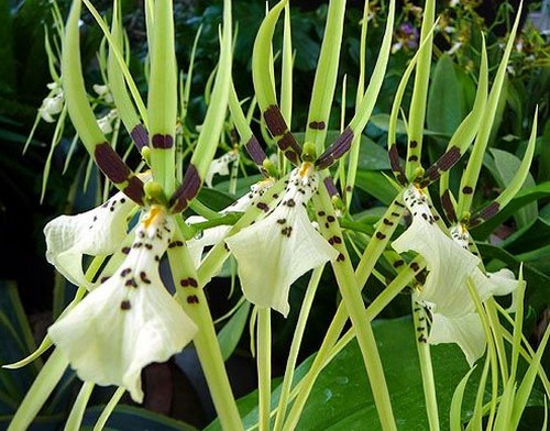 orchidea brassia