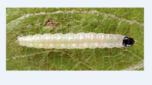 cacecia fruttiferi insetto parassita