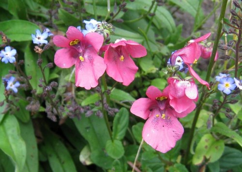 diascia barberae