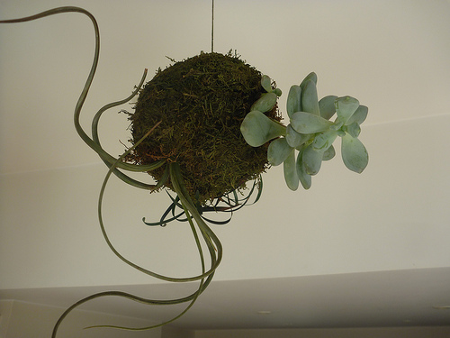 kokedama