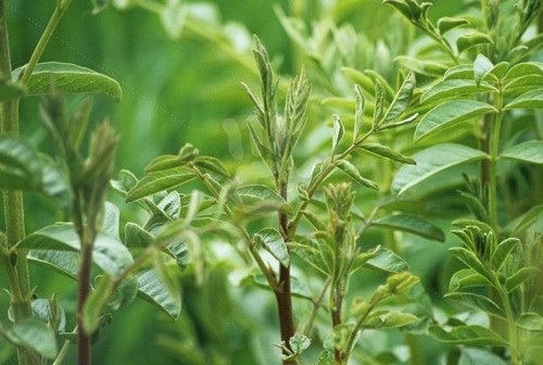Liquirizia, pianta aromatica