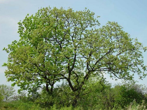 Roverella, albero monumentale