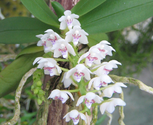 L'orchidea Tuberolabium 