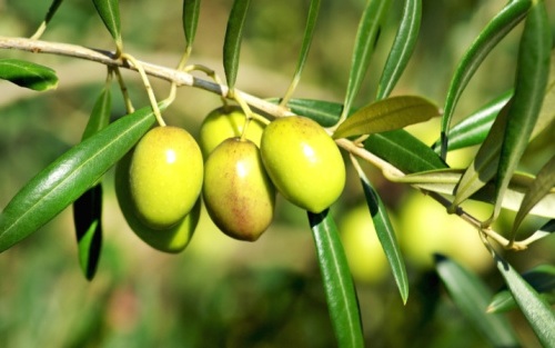 tignola olivo insetto parassita