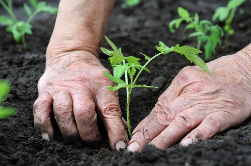 lavori di settembre orto diserbo irrigazione