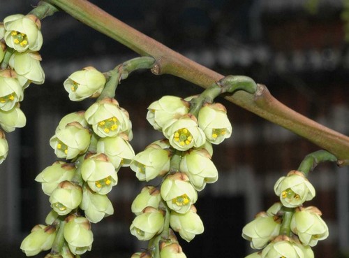 stachyurus