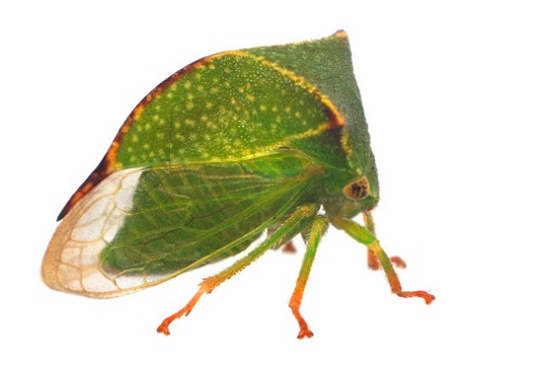 cicadella bufalo parassita vite
