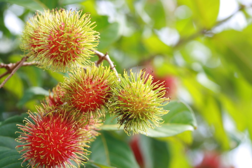 rambutan