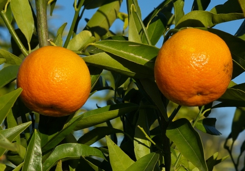 Clementino, albero da frutto