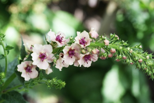 Verbasco, fioritura autunnale
