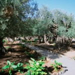 oziorrinco olivo insetto parassita