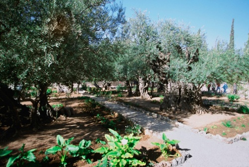 oziorrinco olivo insetto parassita