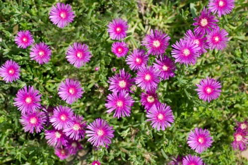 delosperma