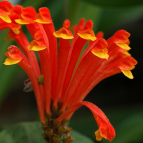 Scutellaria, pianta da appartamento