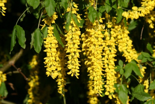 laburnum