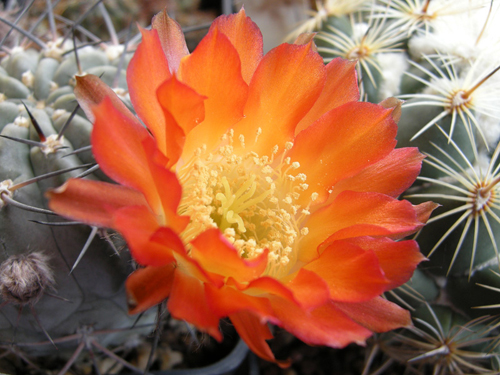 Acanthocalycium