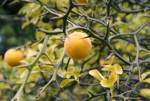 arancio spinoso