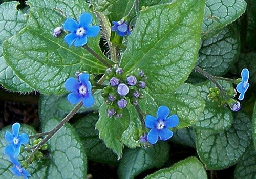 brunnera