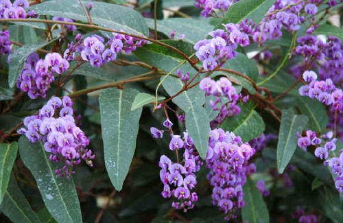 hardenbergia