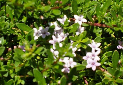 Myoporum, arbusto sempreverde