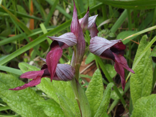 orchidea serapias lingua