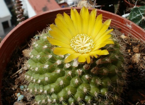 parodia