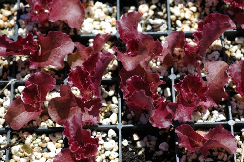 orto sul balcone coltivare radicchio