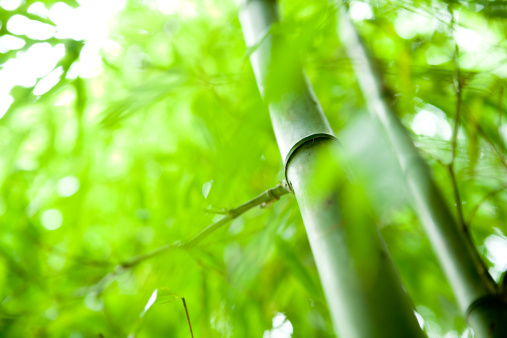 Bambù, varietà e cure
