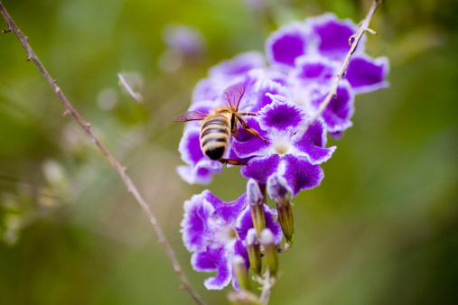 duranta