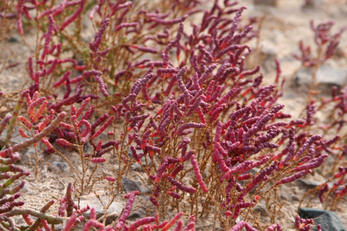 salicornia