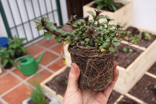 orto sul balcone costruire serra