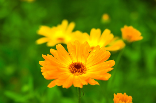 calendula