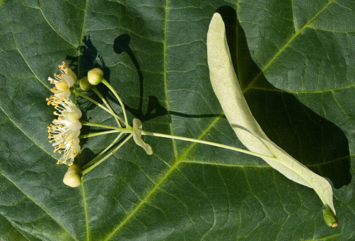 piante che aiutano a rilassarsi