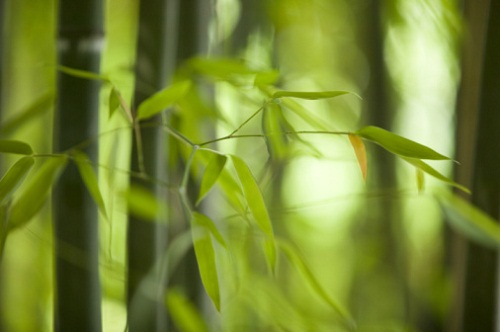 arredare giardino siepe bambù