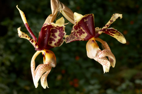 L'orchidea Stanhopea