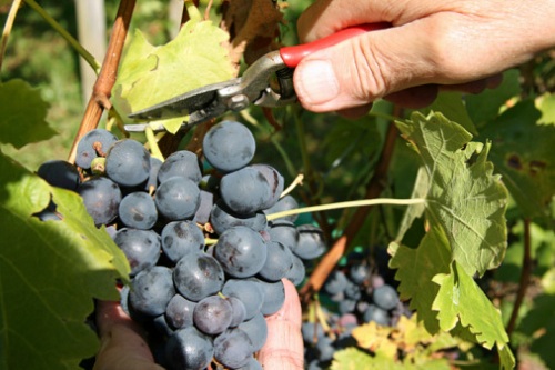 raccolta olive vendemmia quale prima