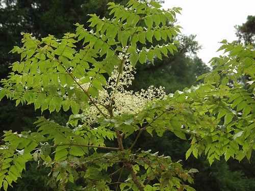 Aralia-elata