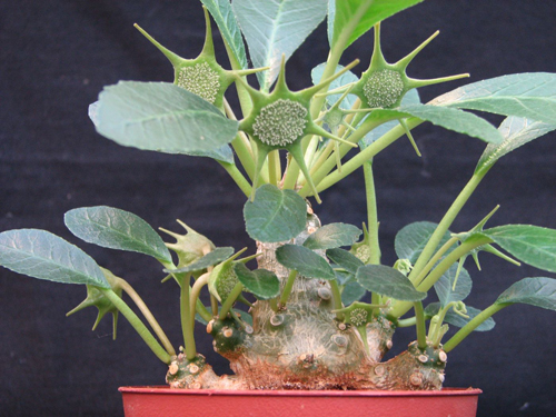 Dorstenia