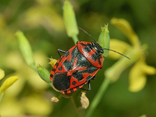 cimice cavolfiori insetto parassita